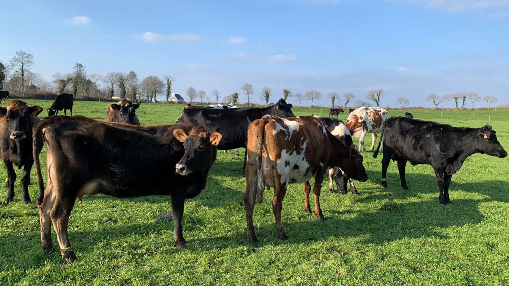 Vaches laitières croisées au pâturage 29
