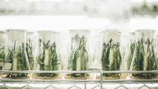 Plusieurs organisations agricoles, réunies au sein du collectif en faveur de l'innovation variétale, ont salué le vote du Conseil de l'Union européenne.