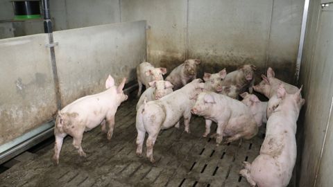 Chaque distribution accroît l’activité et le stress au sein du groupe (compétition à l’auge, agitation), augmentant ainsi les dépenses énergétiques non valorisées en croissance.