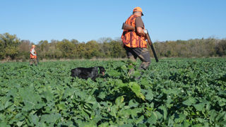 Dans le cadre de la location d'une chasse à des chasseurs, le bailleur doit s’abstenir de tout fait susceptible de diminuer l’utilité ou l’agrément de la chose louée au fermier.