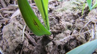 Lorsque les conditions météorologiques sont pluvieuses, il est difficile de bien observer les pucerons sur les plantes.