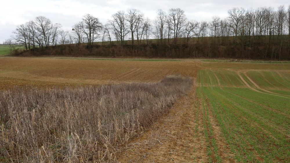 Un rapport recommande que des financements privés prennent le relais des aides publiques « pour valoriser et pérenniser la production des services environnementaux indispensables à la société ».