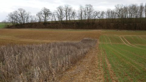 Un rapport recommande que des financements privés prennent le relais des aides publiques « pour valoriser et pérenniser la production des services environnementaux indispensables à la société ».