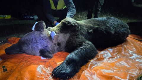 En septembre dernier en Castille-et-Léon, des experts et vétérinaire ont mis en place un collier avec un GPS à un ours brun.