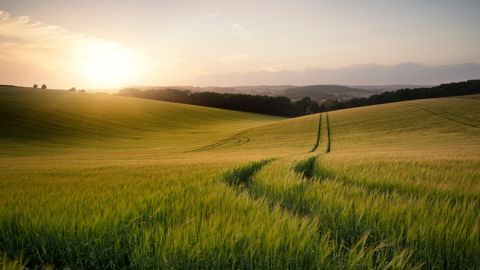 « Depuis la fin des années 1990, les rendements en blé tendre et dur, orge, avoine et tournesol n’augmentent plus », observe Jean-Marie Séronie, consultant agroéconomiste.