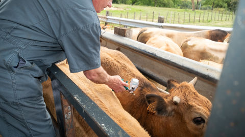 Dans le programme de recherche contre la DNC, l'Etat envisage de développer un nouveau vaccin contre la DNC, « permettant de mieux tracer le développement de l'immunité dans le sang de l'animal ».