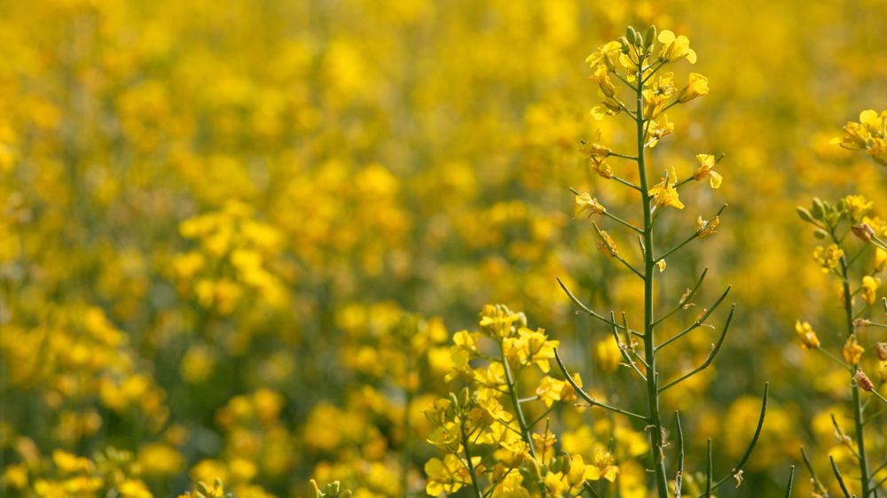 En Europe, le marché des oléagineux est tiré à la baisse par la concurrence du canola et de l'huile de palme, ainsi que par la perspective d'une hausse des surfaces cultivées en France.
