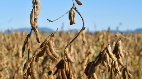 Le Brésil "prévoit de produire et d'exporter des volumes records de soja au cours de la saison 2025-2026 ", souligne le cabinet Argus Media