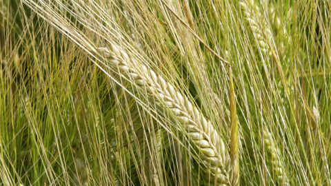 Le rendement moyen français des orges de printemps s'établit à 58,8 q/ha en 2025.