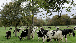 La collecte française de lait de vache a progressé de 0,5 % en cumul de janvier à septembre 2025, tous laits confondus.