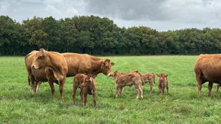 La ferme expérimentale de Thorigné d'Anjou a comparé les rations d'une conduite en vêlage de printemps et d'automne.