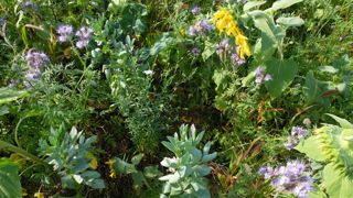 Dans son rapport, I4CE précise que l'augmentation des restitutions de biomasse par les couverts est le levier le plus mise en œuvre en grandes cultures.