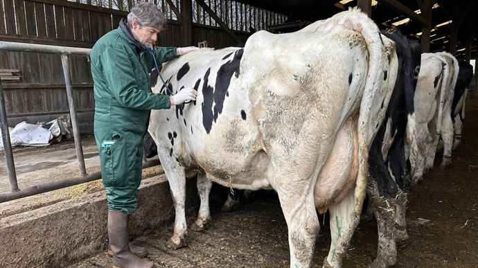 Afin de s’assurer de la bonne digestion d’un bovin adulte, « on doit entendre cinq à sept fois par minute le bruit sourd d’une chasse d’eau » lorsque l’on écoute du côté gauche de l’animal, derrière sa dernière côte, détaille Arnaud Triomphe.