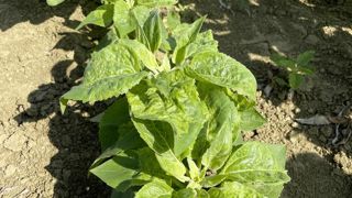 La pression du mildiou sur tournesol a été plus importante en 2025 que les années précédentes.