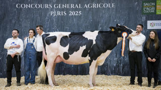 Lors du Salon de l'agriculture 2026, exceptionnellement, les vaches Prim'Holstein ne seront pas représentées.