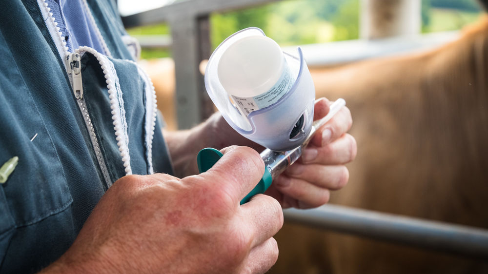 vaccination contre la dermatose nodulaire contagieuse