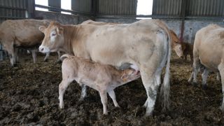 La bonne santé des veaux passe d’abord par une bonne minéralisation de la vache.