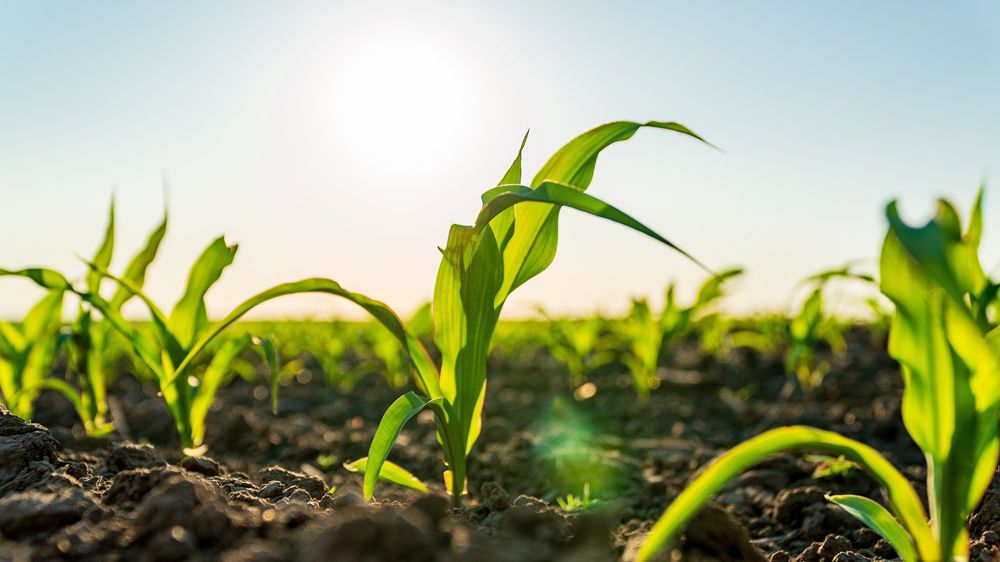 Prélevée du maïs : l’après S-métolachlore, une transition désormais bien engagée