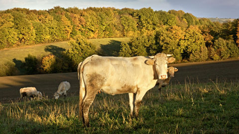 Une enveloppe de 516 600 € a été attribuée par le ministère de l’Agriculture aux éleveurs bovins du Gers.
