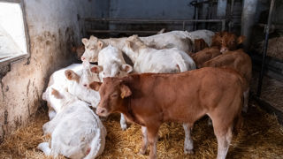 Un nouveau cas de dermatose nodulaire contagieuse (DNC) a été détecté en Ariège dans un cheptel vacciné depuis 21 jours.