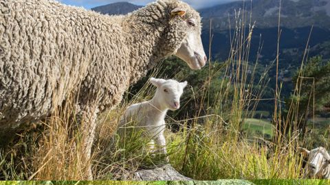 Race autochtone, la Mérinos d’Arles, dont le cheptel s’élève à 300 000 brebis, donne une laine fine, gonflante et respirante.