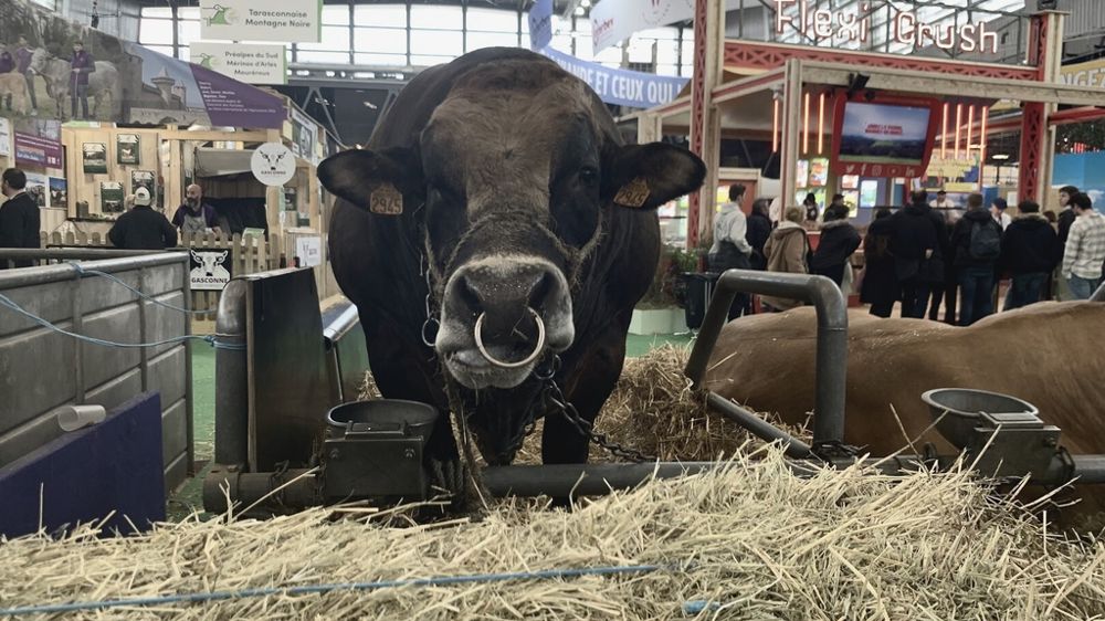 Taureau au salon de l'agriculture