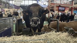 Taureau au salon de l'agriculture