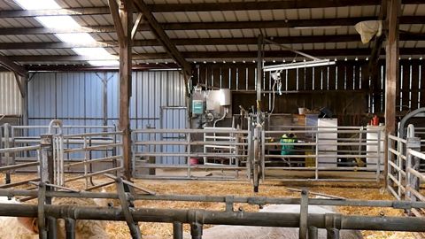 Treuil a veau dans une stabulation allaitante