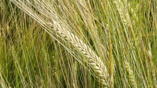 L'activité semences d'orges brassicoles deux rangs de Syngenta est passée dans les mains de RAGT le 30 décembre 2025.