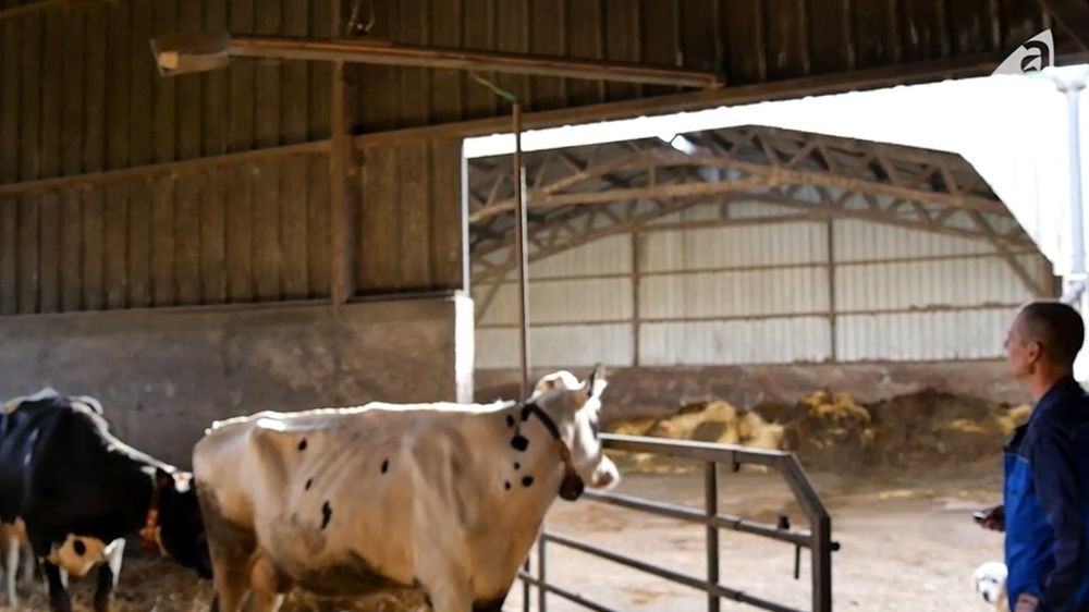Une barrière télécommandée dans la stabulation