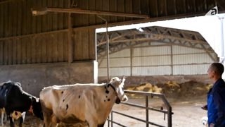 Une barrière télécommandée dans la stabulation