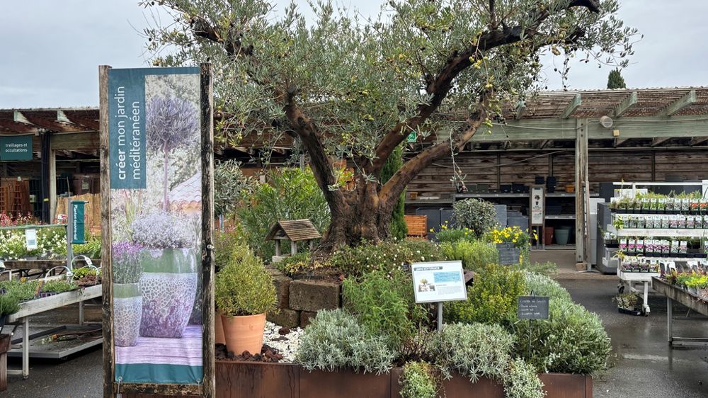 Depuis le rond-point central de la pépinière extérieure, le parcours invite le client à flâner dans des allées thématiques, ponctuées de jardins de démonstration. Ici, le Jardin méditerranéen.