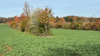 Les projets agroforestiers en sols drainés restent rares, car la crainte d’endommager le réseau domine (photo d'illustration).