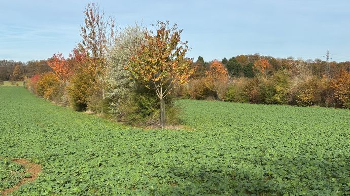 Les projets agroforestiers en sols drainés restent rares, car la crainte d’endommager le réseau domine (photo d'illustration).