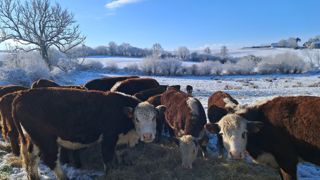 Pour faire face à la neige, la ferme de la Picardie utilise une dérouleuse pour étaler le foin sur la parcelle.