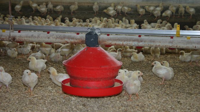 Sur les neufs premiers mois de 2025, les abattages de volailles de chair ont progressé de 1,5 %.