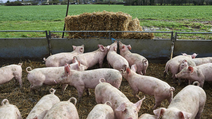 Génétique des porcs bio : plus de diversité