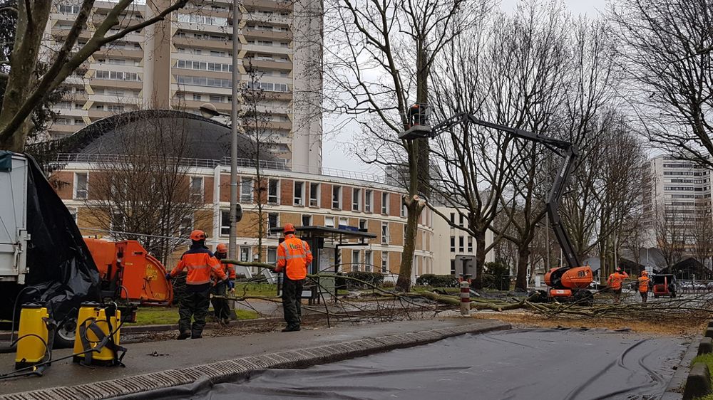 L’Île-de-France compte plus de 200 000 platanes, dont 40 000 à Paris. Depuis 1970, environ 50 000 platanes malades du chancre ont dû être abattus. Aujourd’hui six foyers persistent.