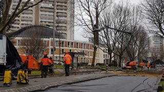 L’Île-de-France compte plus de 200 000 platanes, dont 40 000 à Paris. Depuis 1970, environ 50 000 platanes malades du chancre ont dû être abattus. Aujourd’hui six foyers persistent.