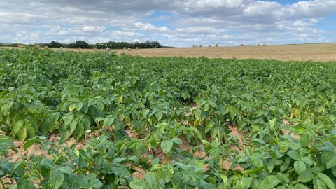 La marge brute des pommes de terre consommation pour 2026 s’annonce en forte baisse dans la Somme, à 5 135 €/ha, ce qui ne couvrira pas les prix de revient.