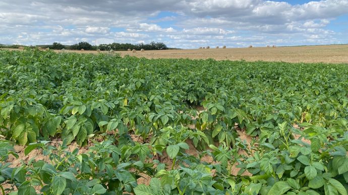 La marge brute des pommes de terre consommation pour 2026 s’annonce en forte baisse dans la Somme, à 5 135 €/ha, ce qui ne couvrira pas les prix de revient.