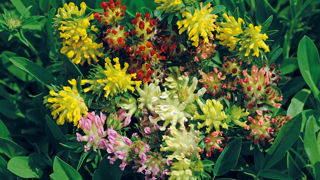 Anthyllis vulneraria 'Mountain Pastels'.
