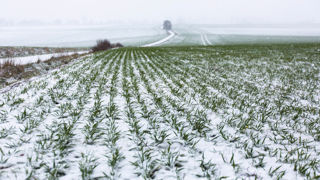 La présence d'une couche de neige permet de protéger les cultures du froid.