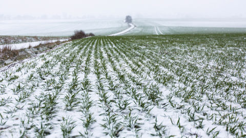 La présence d'une couche de neige permet de protéger les cultures du froid.