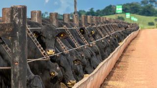 L'accord avec le Mercosur prévoit l'importation de 99 000 tonnes de viande bovine des pays du Mercosur (Argentine, Brésil, Paraguay et Urugay) vers l'Union européenne.