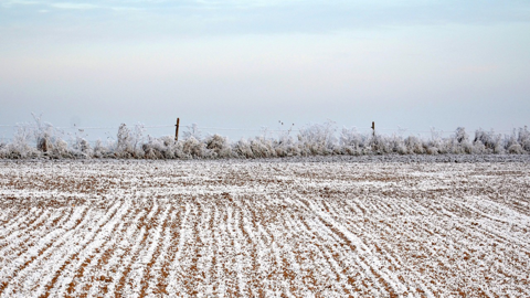 Les couvertures neigeuses risquent d'être insuffisantes en Russie.