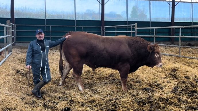 Passionné d'élevage, Emmanuel Pouleur mise sur la génétique sans cornes et la facilité d'élevage.