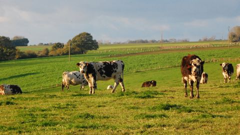 L'hydratation des animaux se dégrade au pâturage du fait d'un moins grand nombre et de l'éloignement des points d'abreuvement.