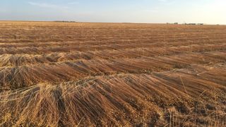 Les surfaces européennes de lin ont atteint en 2025 plus de 200 000 ha, dont 176 000 ha en France.