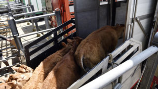La zone réglementée de Bourgogne-Franche-Comté mise en place à cause de la dermatose nodulaire contagieuse (DNC), devient une zone vaccinale à compter du 18 janvier 2026.